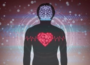 Brain and heart health vector